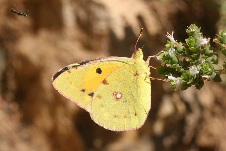 Colias crocea: Bild 15