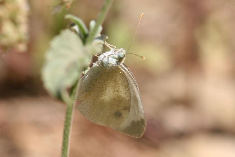 Pieris mannii hethaea: Bild 2