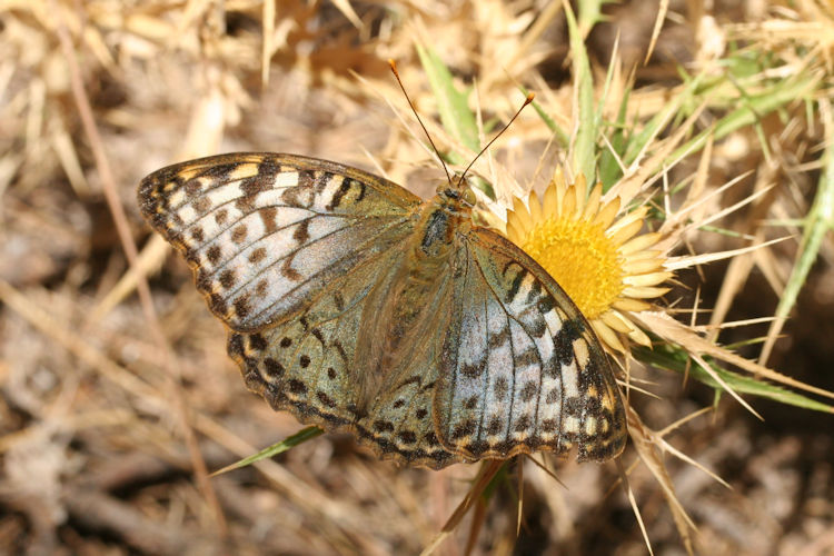 Argynnis pandora: Bild 16