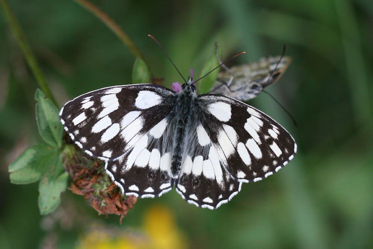 Melanargia galathea: Bild 5