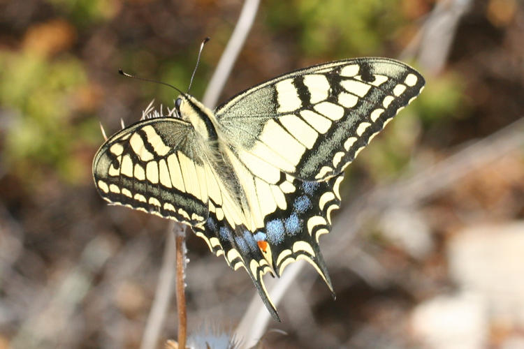Papilio machaon syriacus: Bild 6
