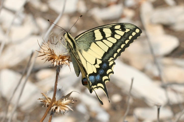 Papilio machaon syriacus: Bild 5