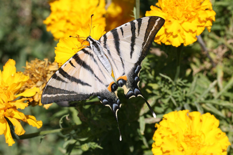 Iphiclides podalirius: Bild 17