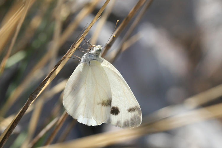 Pieris krueperi krueperi: Bild 5