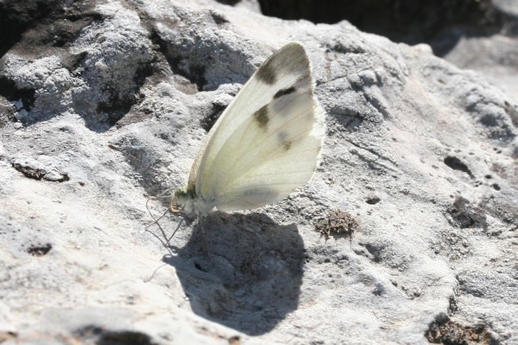 Pieris krueperi krueperi: Bild 19