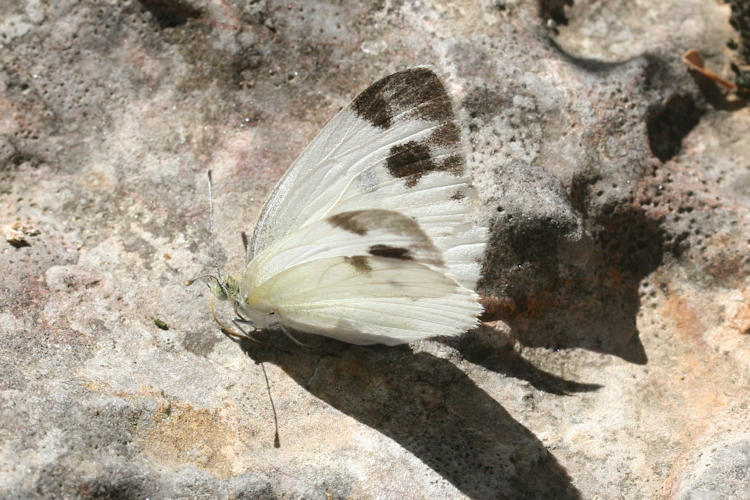 Pieris krueperi krueperi: Bild 3