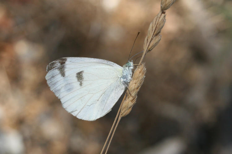 Pieris krueperi krueperi: Bild 15