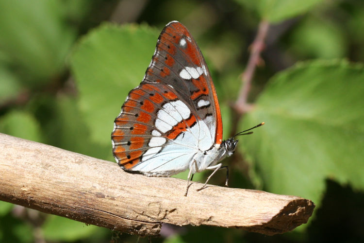 Limenitis reducta herculeana: Bild 13