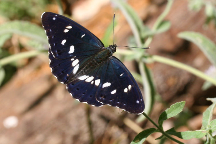 Limenitis reducta herculeana: Bild 3