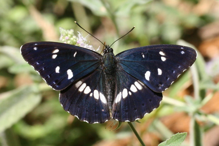 Limenitis reducta herculeana: Bild 4