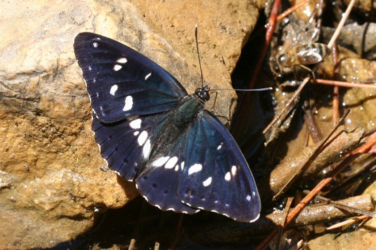 Limenitis reducta herculeana: Bild 5