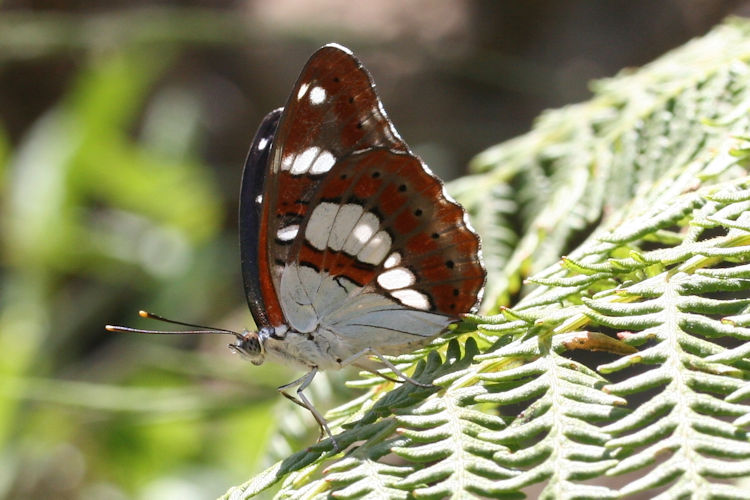 Limenitis reducta herculeana: Bild 10