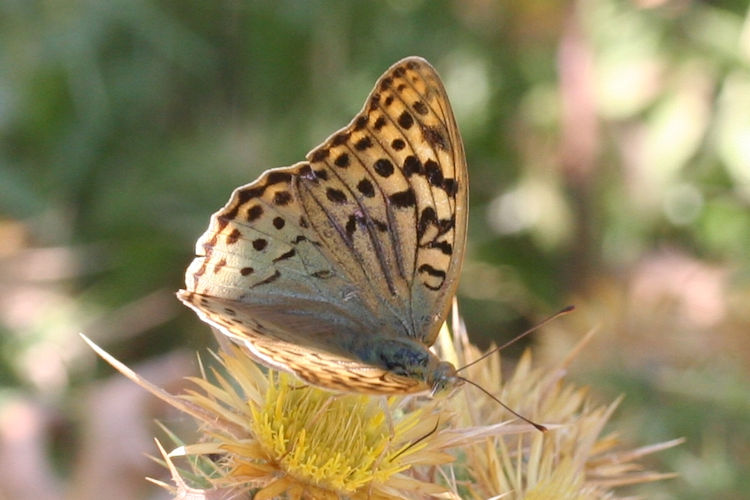 Argynnis pandora: Bild 5