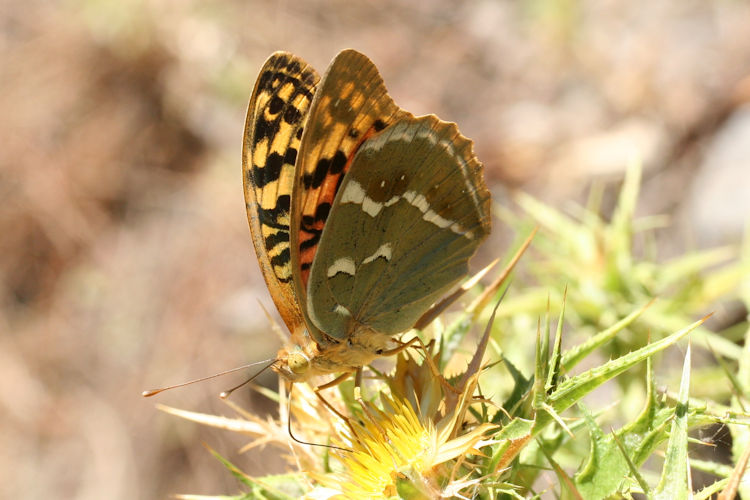 Argynnis pandora: Bild 32