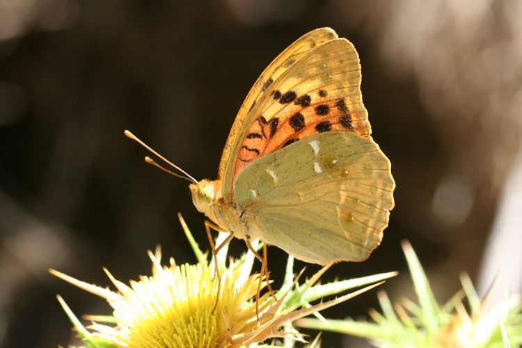 Argynnis pandora: Bild 20