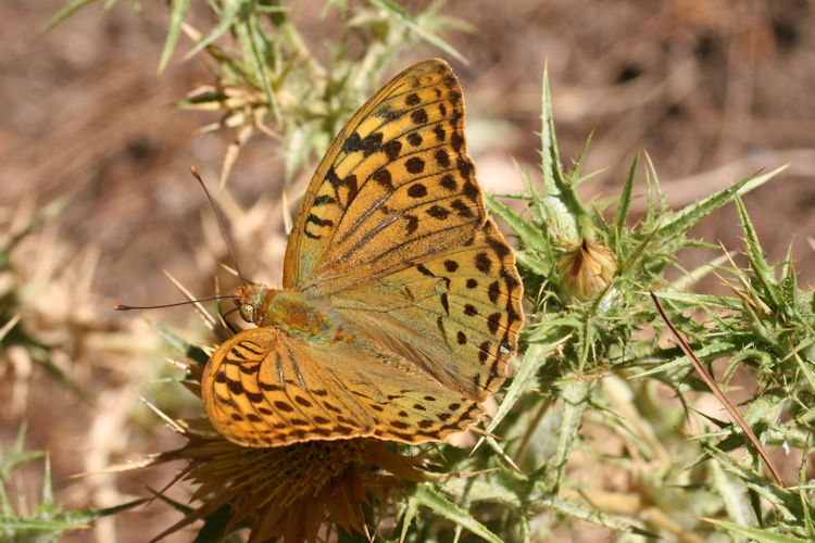 Argynnis pandora: Bild 6