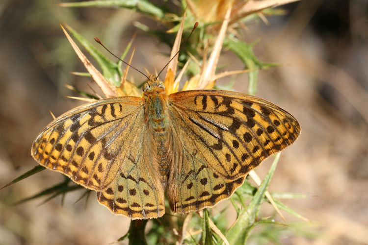 Argynnis pandora: Bild 7