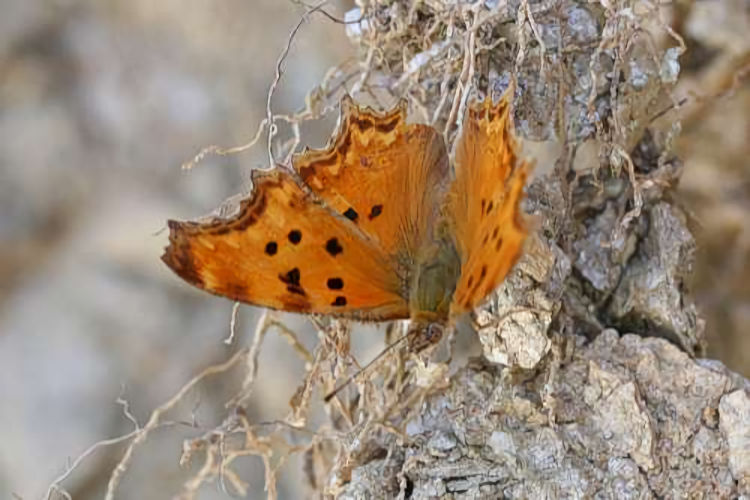 Polygonia egea: Bild 4