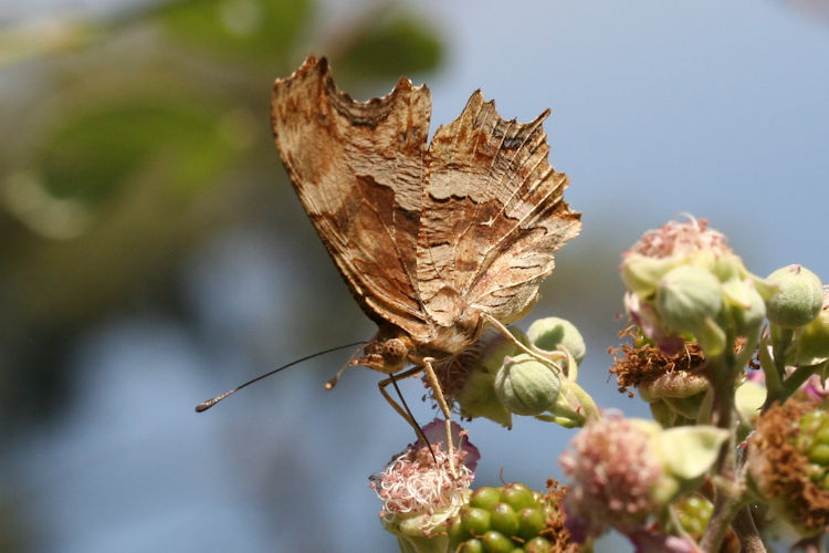 Polygonia egea: Bild 14