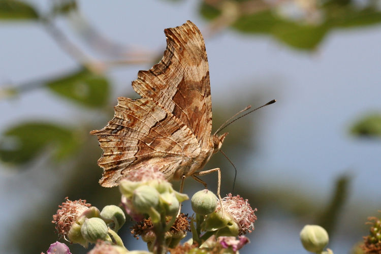 Polygonia egea: Bild 15