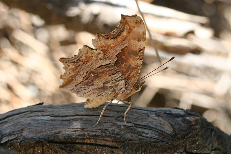 Polygonia egea: Bild 16