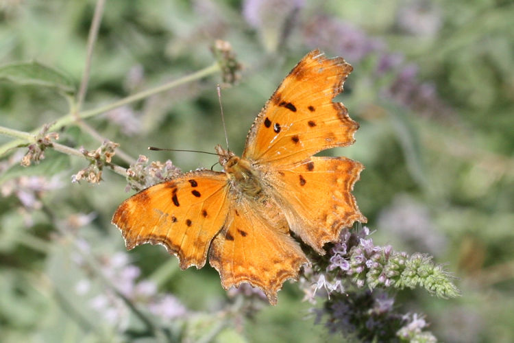 Polygonia egea: Bild 13