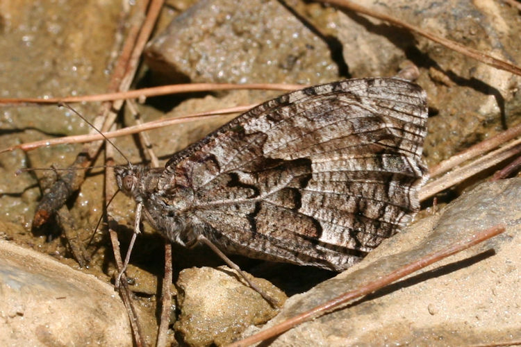 Hipparchia aristaeus senthes: Bild 3