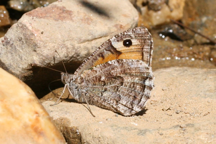 Hipparchia mersina: Bild 4