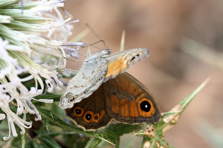 Lasiommata maera orientalis: Bild 1