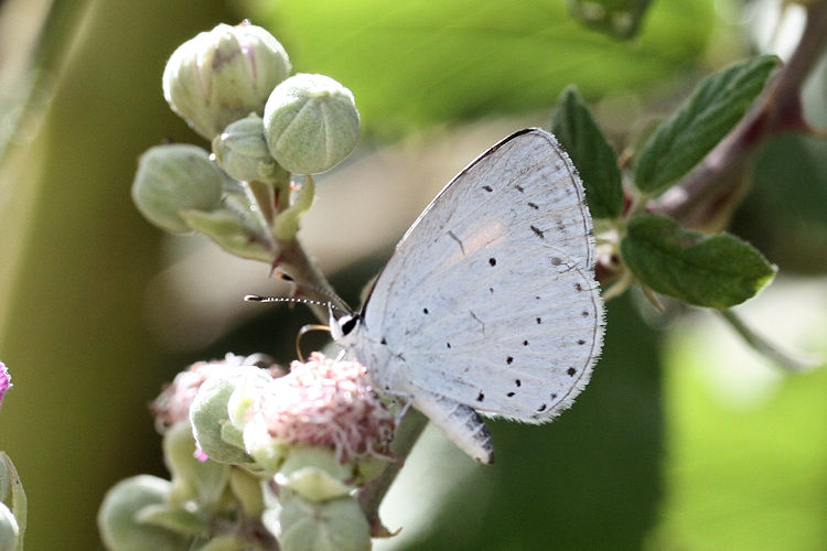 Celastrina argiolus: Bild 17