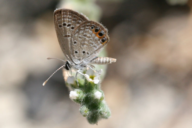 Freyeria trochylus: Bild 17