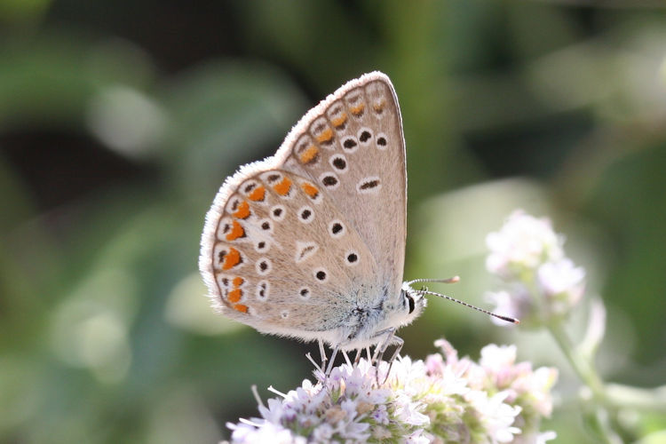 Polyommatus thersites: Bild 15