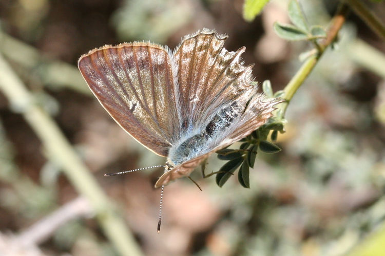 Polyommatus daphnis: Bild 2