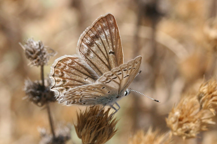 Polyommatus daphnis: Bild 3