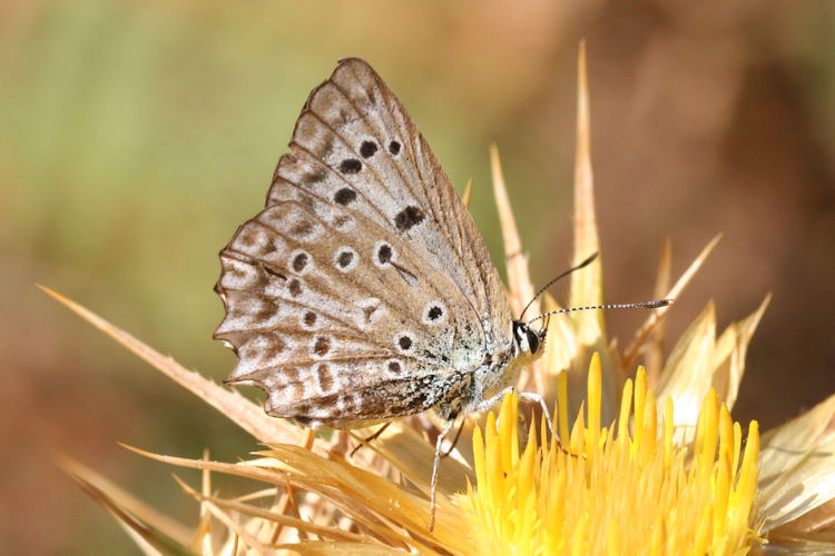 Polyommatus daphnis: Bild 13