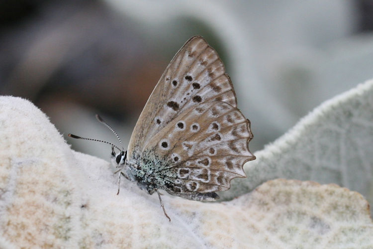 Polyommatus daphnis: Bild 14