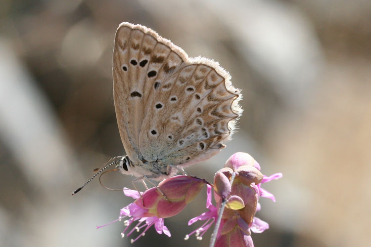 Polyommatus daphnis: Bild 15