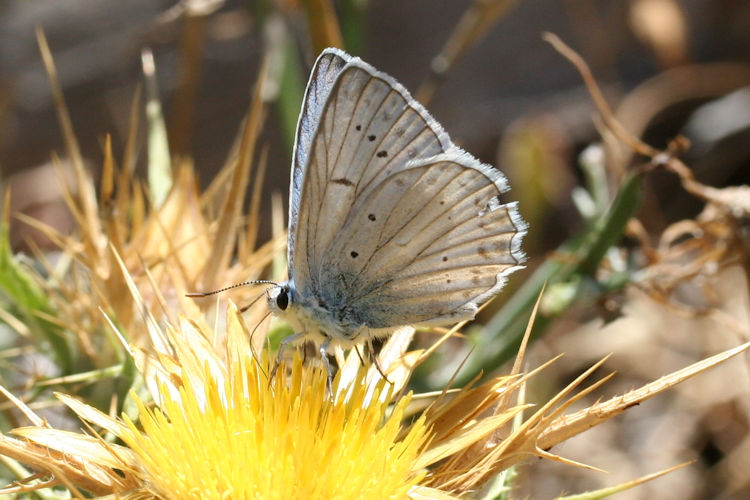 Polyommatus daphnis: Bild 6