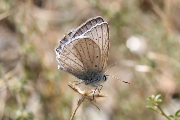 Polyommatus daphnis: Bild 7