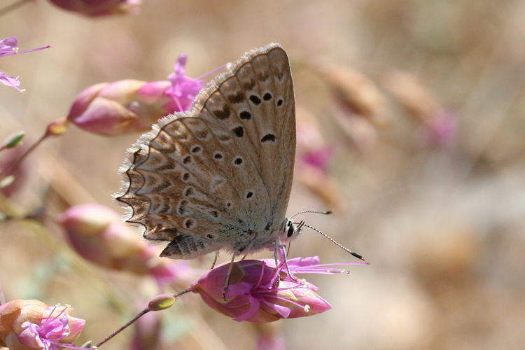 Polyommatus daphnis: Bild 16