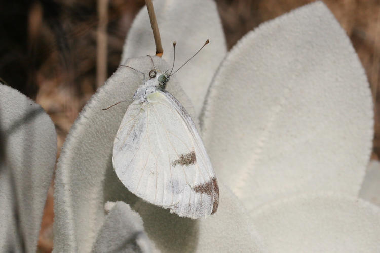 Pieris krueperi krueperi: Bild 18