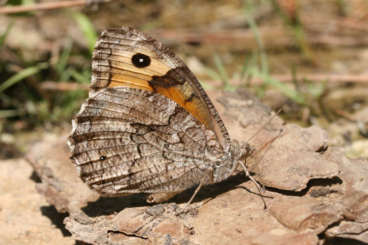 Hipparchia mersina: Bild 7