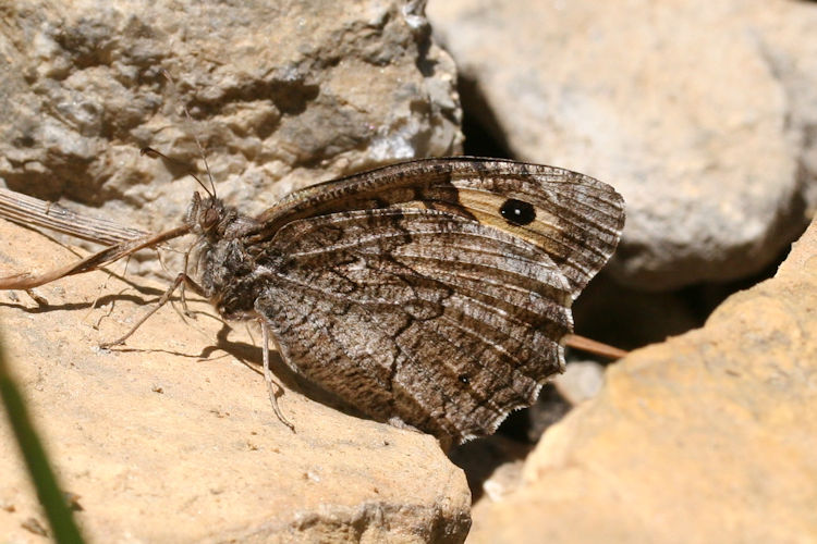 Hipparchia mersina: Bild 8