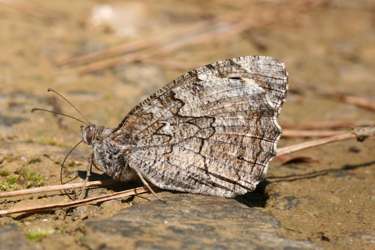 Hipparchia mersina: Bild 9