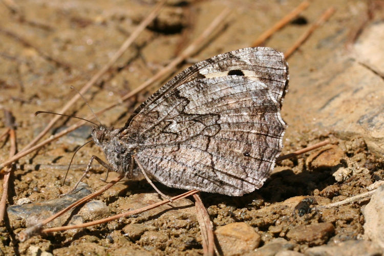 Hipparchia mersina: Bild 10