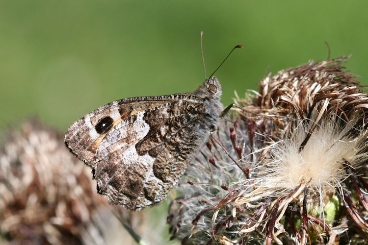 Hipparchia semele: Bild 5