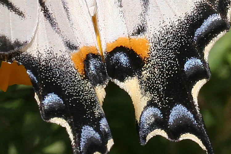 Iphiclides podalirius: Bild 29