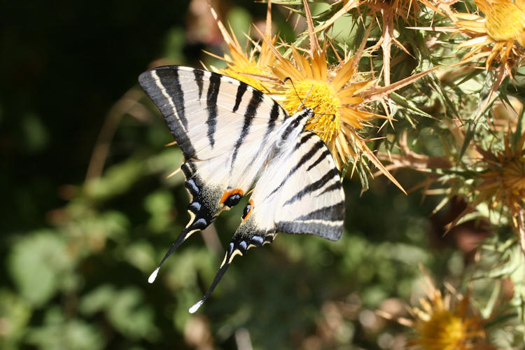 Iphiclides podalirius: Bild 28