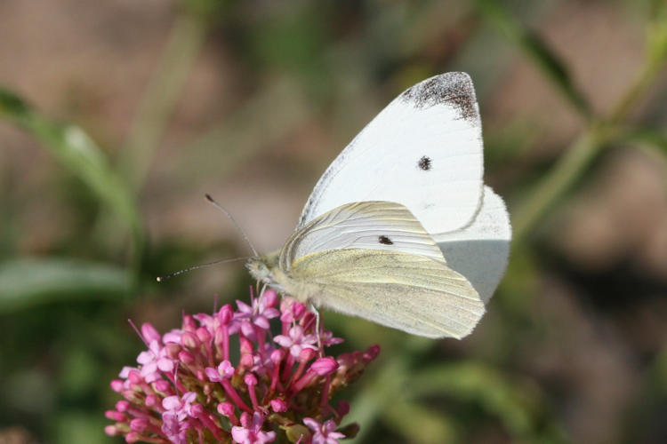 Pieris rapae: Bild 6