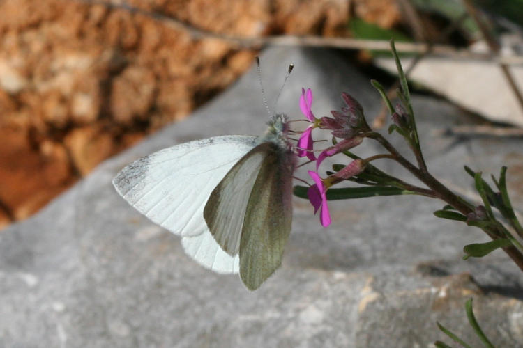 Pieris ergane: Bild 5